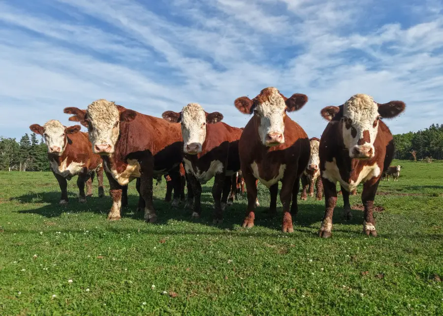 Beyaz yüzlü Hereford sığırı