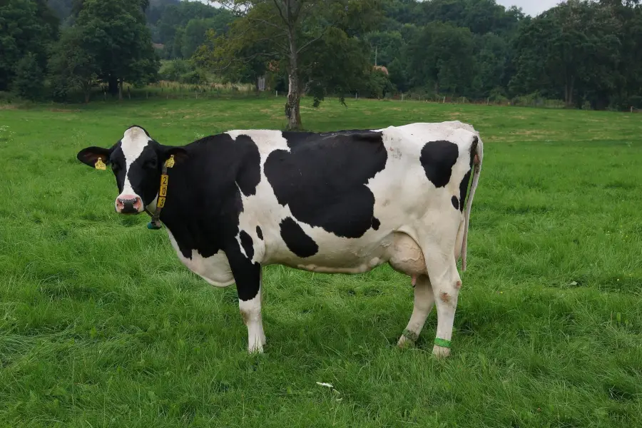 Siyah-beyaz alacalı Holstein ineği