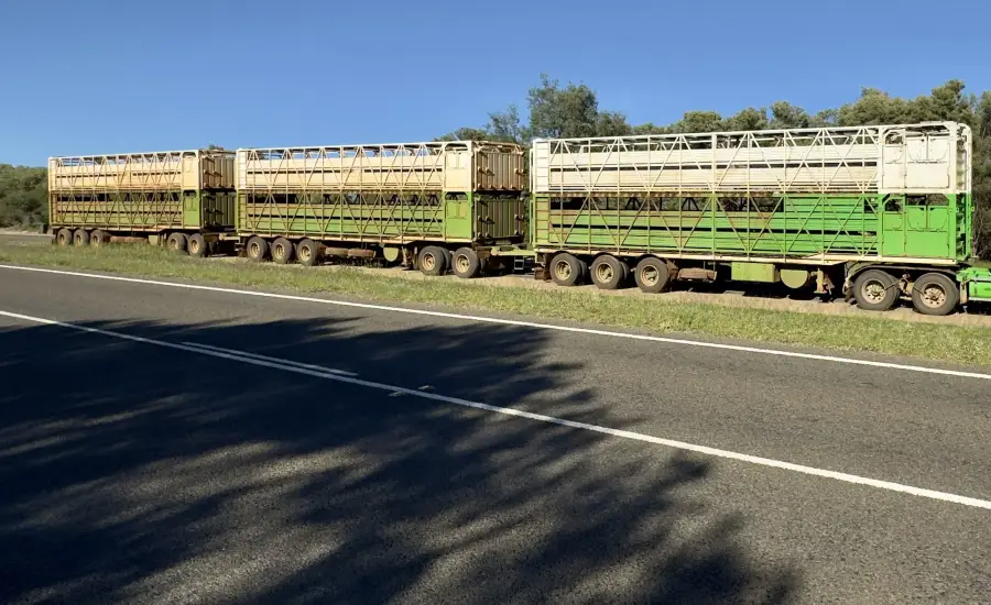 Yol kenarında çok römorklu hayvan taşıma aracı